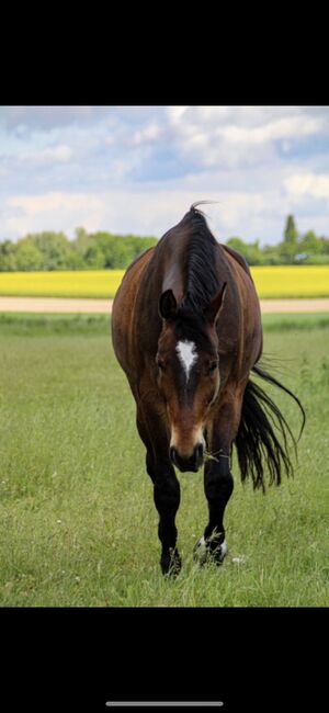 Liebevoller Freizeitwallach, Julia , Horses For Sale, Geilenkirchen, Image 2