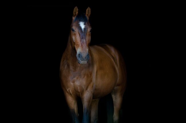 Liebevoller Freizeitwallach, Julia , Horses For Sale, Geilenkirchen, Image 3
