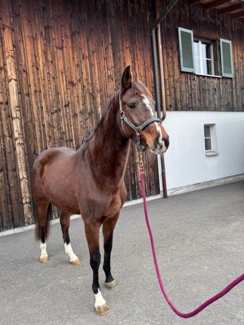 Liebevolles Freizeitpferd zu verkaufen, Fabian Huwiler, Horses For Sale, Auw