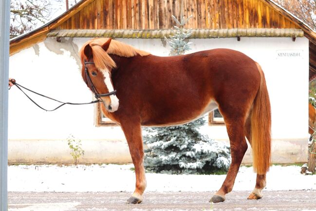 Liebevolle Stute, Annette , Horses For Sale, St.pölten , Image 2