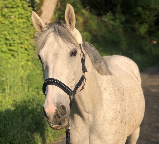 Liebevolle Stute, Sophie Walthert , Horses For Sale, Liestal
