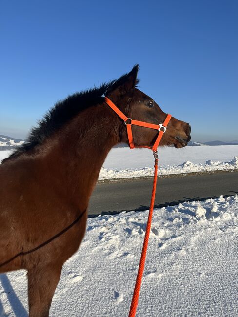 Liebevolle Stute sucht neue Menschen, Stefanie Schindler, Horses For Sale, Obertrum am See, Image 6