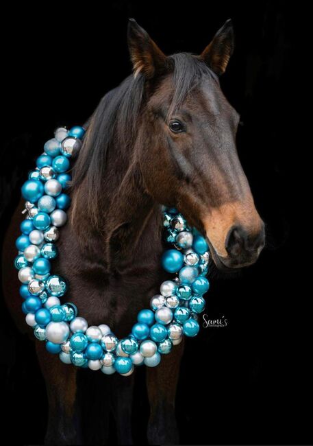 Liebevolle Traberstute sucht Familienanschluss, Pferdevermittlung Leus (Pferdevermittlung Leus ), Horses For Sale, Uetersen