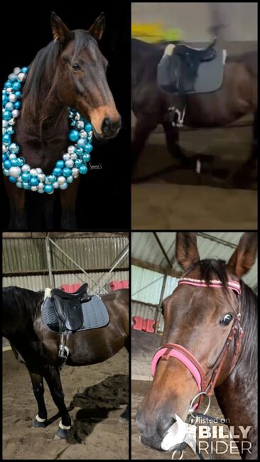 Liebevolle Traberstute sucht Familienanschluss, Pferdevermittlung Leus (Pferdevermittlung Leus ), Horses For Sale, Uetersen, Image 6