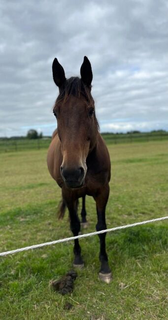 Liebevolle Traberstute sucht Familienanschluss, Pferdevermittlung Leus (Pferdevermittlung Leus ), Horses For Sale, Uetersen, Image 2