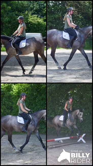 Liebevoll aufgezogener 4-jähriger Shagya Araber Wallach, Katrin Aberer, Horses For Sale, Braunau, Image 7