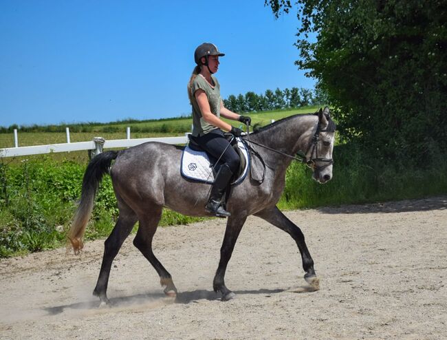 Liebevoll aufgezogener 4-jähriger Shagya Araber Wallach, Katrin Aberer, Horses For Sale, Braunau, Image 6