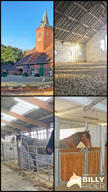 Niedersachsen, Wurster Nordseeküste - Gutshof mit Wohnungen, Pferdestall + Reithalle zu verkaufen, Sabine Wesseln, Maras World of Horses (Maras World of Horses, Maras World Solutions S.L.), Equestrian Properties, Wurster Nordseeküste, Image 8