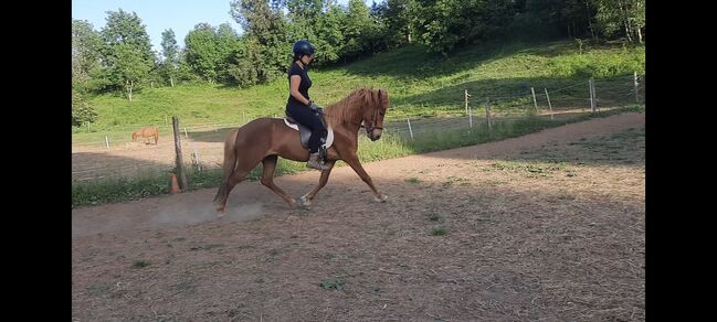 Luče 33, 3332 Luče, Slovenia, Icelandic horse, Ursa Runtic, Pferd kaufen, Luče, Abbildung 3