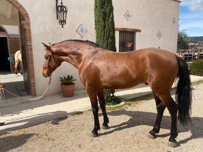 Lucero - Junger Andalusier geritten und gefahren!, Post-Your-Horse.com (Caballoria S.L.), Pferd kaufen, Rafelguaraf, Abbildung 2