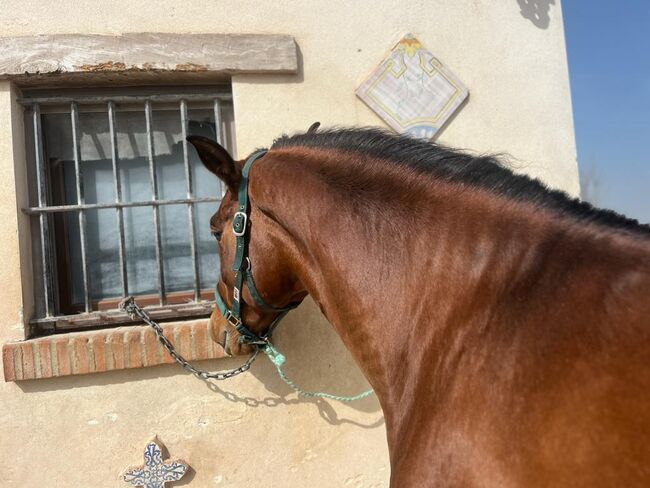 Lucero - Junger Andalusier geritten und gefahren!, Post-Your-Horse.com (Caballoria S.L.), Konie na sprzedaż, Rafelguaraf, Image 3