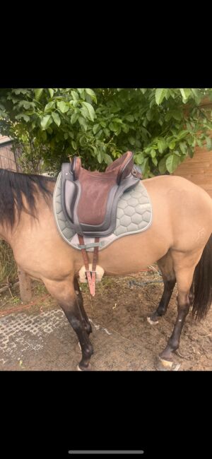 Ludomar Venus Flexible, Ludomar Venus flexible , Isabel, Baroque Saddle, Tulln, Image 7
