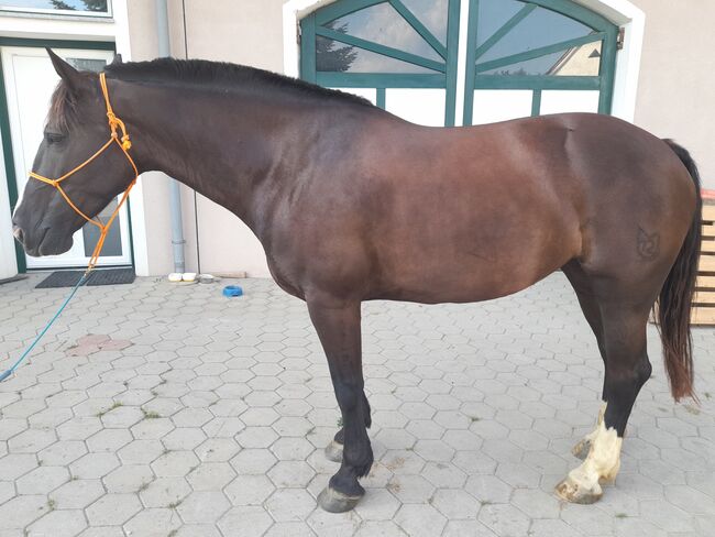 Gehobenes Freizeitpferd sucht fördernde Hände, Karina Harrer, Konie na sprzedaż, Markt Hartmannsdorf , Image 4