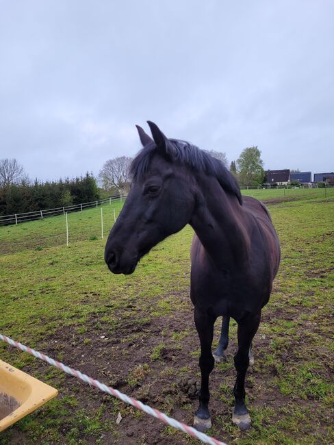 Gehobenes Freizeitpony, Ilka Klüver, Konie na sprzedaż, Sieversdorf, Image 3