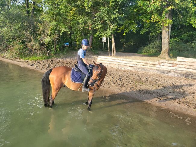 Gehobenes Freizeitpony, Amsler , Konie na sprzedaż, Thun, Image 2