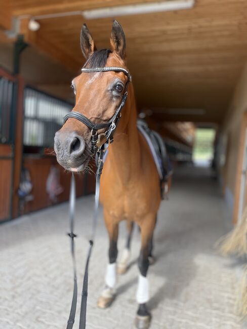 Gehobenes Freizeitpony, Amsler , Konie na sprzedaż, Thun, Image 3