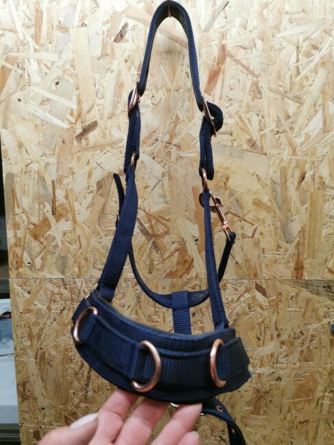 Longierhalfter von Showmaster, Showmaster , Marina Bergmann , Halters, Diekholzen