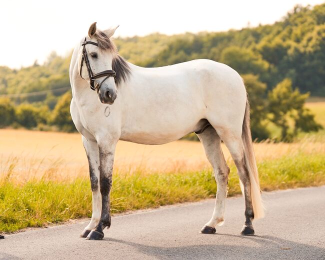Apsl lusitano, Monika Mekic, Horses For Sale, Pinkafeld, Image 4