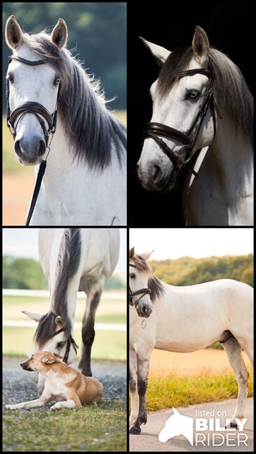 Apsl lusitano, Monika Mekic, Horses For Sale, Pinkafeld, Image 6