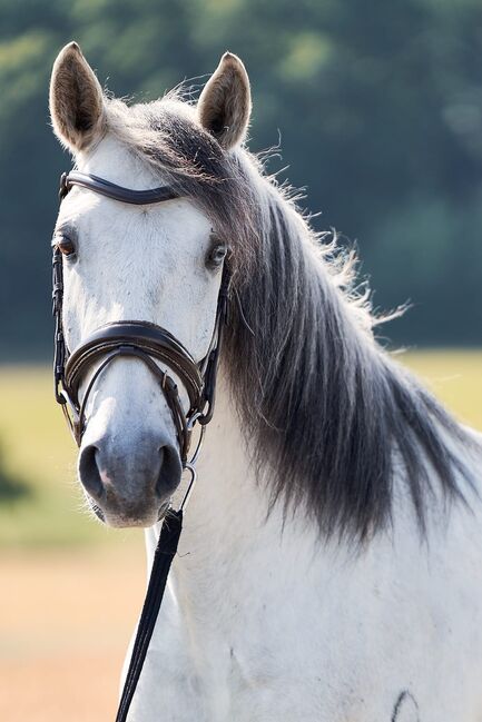 Apsl lusitano, Monika Mekic, Horses For Sale, Pinkafeld