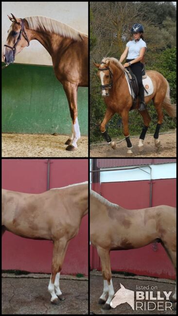 Lusitano/ Araber Mix, ISPA - Iberische Sportpferde Agentur, Horses For Sale, Bedburg, Image 5