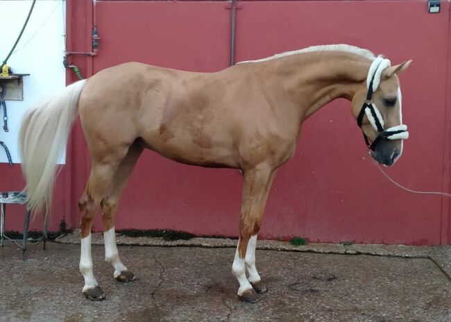 Lusitano/ Araber Mix, ISPA - Iberische Sportpferde Agentur, Horses For Sale, Bedburg, Image 3