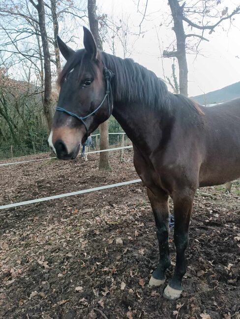 Lusitano direkt vom Züchter, ISPA - Iberische Sportpferde Agentur (ISPA - Iberische Sportpferde Agentur), Konie na sprzedaż, Bedburg, Image 4