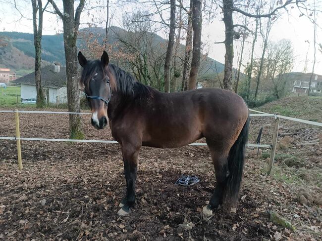 Lusitano direkt vom Züchter, ISPA - Iberische Sportpferde Agentur (ISPA - Iberische Sportpferde Agentur), Konie na sprzedaż, Bedburg, Image 5