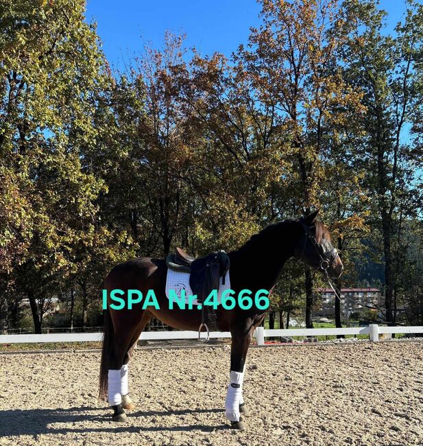 Lusitano direkt vom Züchter, ISPA - Iberische Sportpferde Agentur (ISPA - Iberische Sportpferde Agentur), Konie na sprzedaż, Bedburg, Image 3