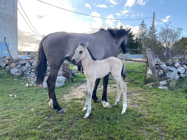 Lusitano Cruzado Grullo 5 mon 139cm barock Show Dressur Freizeit, Post-Your-Horse.com (Caballoria S.L.), Pferd kaufen, Rafelguaraf, Abbildung 3