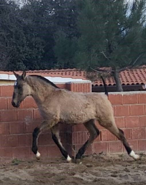 Lusitano Cruzado Grullo 5 mon 139cm barock Show Dressur Freizeit, Post-Your-Horse.com (Caballoria S.L.), Pferd kaufen, Rafelguaraf, Abbildung 4