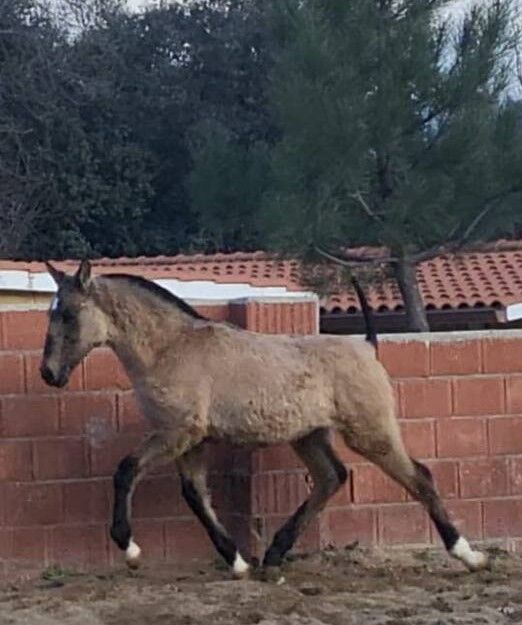 Lusitano Cruzado Grullo 5 mon 139cm barock Show Dressur Freizeit, Post-Your-Horse.com (Caballoria S.L.), Horses For Sale, Rafelguaraf, Image 2