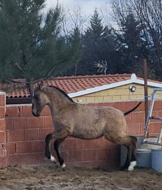 Lusitano Cruzado Grullo 5 mon 139cm barock Show Dressur Freizeit, Post-Your-Horse.com (Caballoria S.L.), Horses For Sale, Rafelguaraf