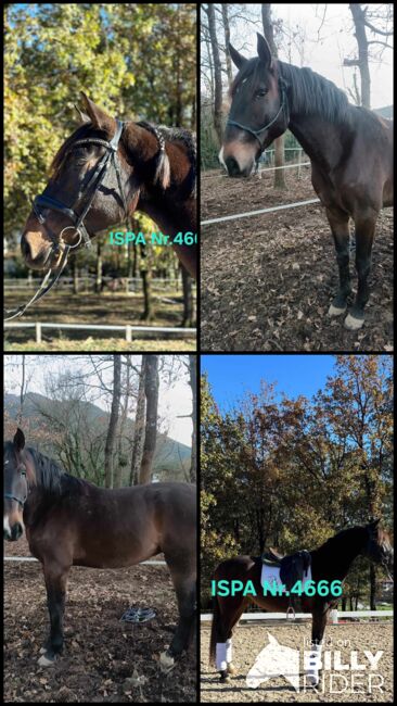 Lusitano direkt vom Züchter, ISPA - Iberische Sportpferde Agentur (ISPA - Iberische Sportpferde Agentur), Horses For Sale, Bedburg, Image 6