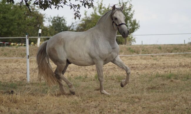 Lusitano Wallach, Shirin Sahin, Horses For Sale, Altenstadt , Image 10