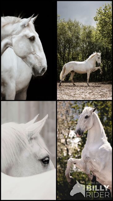 Lusitanowallach sucht wertschätzendes Zuhause, Susan Ruddigkeit, Horses For Sale, Remscheid, Image 6