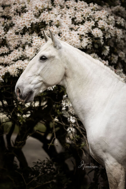 Lusitanowallach sucht wertschätzendes Zuhause, Susan Ruddigkeit, Horses For Sale, Remscheid, Image 4