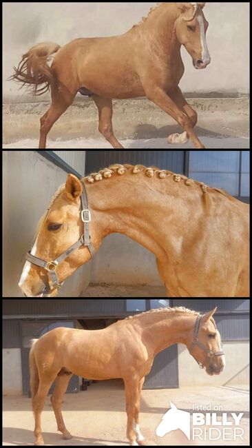 Lusitano Goldjunge, ISPA - Iberische Sportpferde Agentur (ISPA - Iberische Sportpferde Agentur), Horses For Sale, Bedburg, Image 4