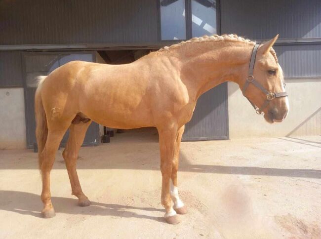 Lusitano Goldjunge, ISPA - Iberische Sportpferde Agentur (ISPA - Iberische Sportpferde Agentur), Pferd kaufen, Bedburg, Abbildung 2