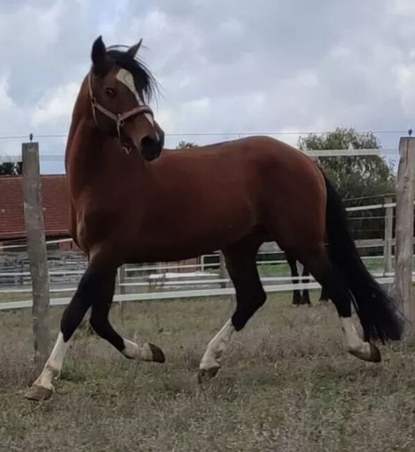 Lusitano Hengst, Wanda, Horses For Sale, Wittstock/Dosse