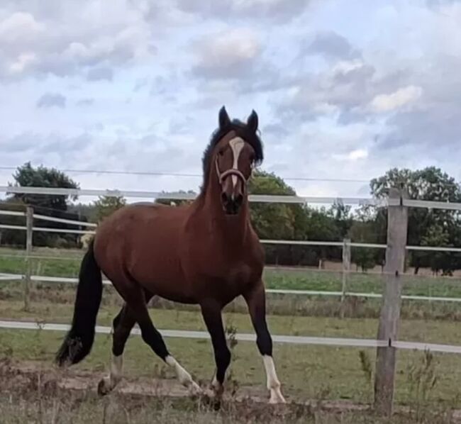 Lusitano Hengst, Wanda, Horses For Sale, Wittstock/Dosse, Image 2