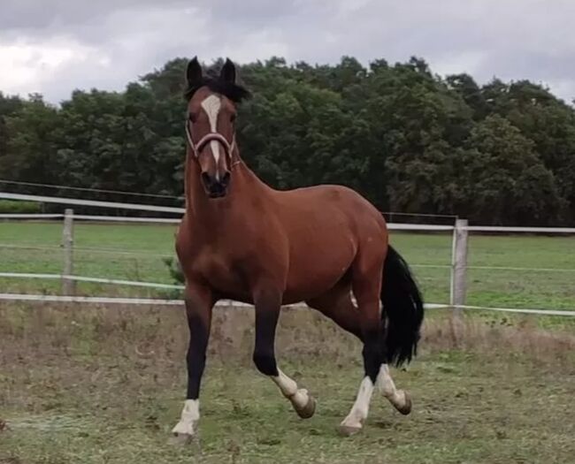 Lusitano Hengst, Wanda, Horses For Sale, Wittstock/Dosse, Image 4