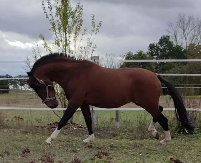 Lusitano Hengst, Wanda, Horses For Sale, Wittstock/Dosse, Image 5