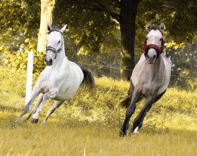 Lusitano Stute, Shirin Sahin, Horses For Sale, Altenstadt , Image 2