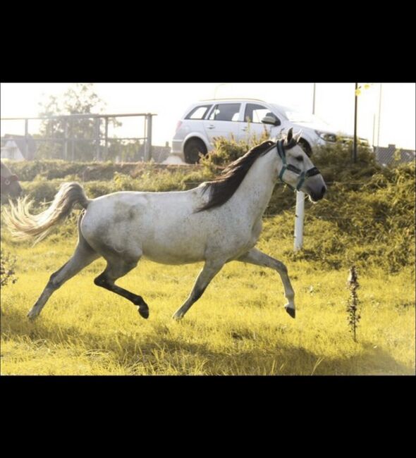 Lusitano Stute, Shirin Sahin, Horses For Sale, Altenstadt , Image 3