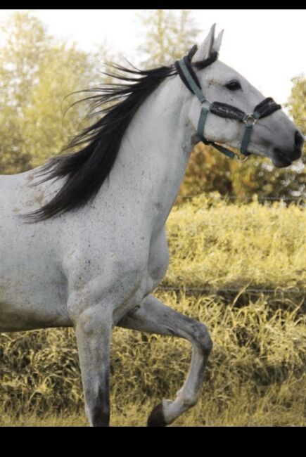 Lusitano Stute, Shirin Sahin, Horses For Sale, Altenstadt , Image 8