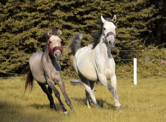 Lusitano Stute, Shirin Sahin, Horses For Sale, Altenstadt , Image 5