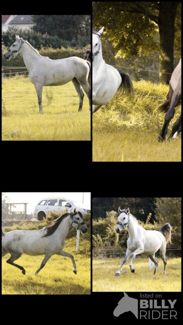 Lusitano Stute, Shirin Sahin, Horses For Sale, Altenstadt , Image 9