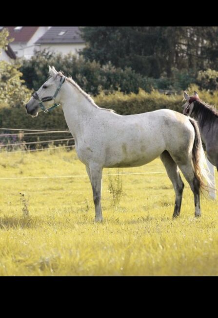 Lusitano Stute, Shirin Sahin, Horses For Sale, Altenstadt 