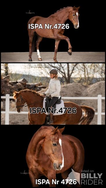 Lusitano Mix Showpferd, ISPA - Iberische Sportpferde Agentur (ISPA - Iberische Sportpferde Agentur), Horses For Sale, Bedburg, Image 4